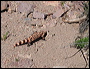 Gila Monster in the Superstitions